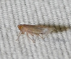 Graminella sonora