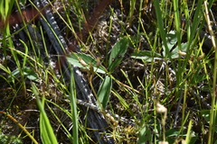 Fragaria virginiana glauca