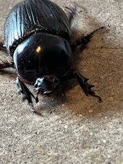 Xyloryctes jamaicensis