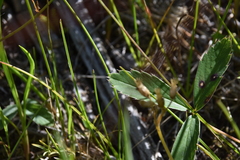 Fragaria virginiana glauca