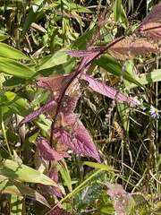 Eupatorium perfoliatum