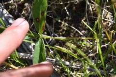 Fragaria virginiana glauca