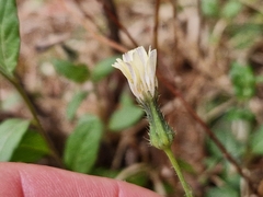 Lactuca inermis