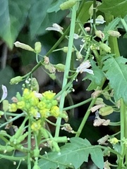 Rorippa sylvestris