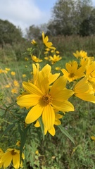 Bidens aristosa