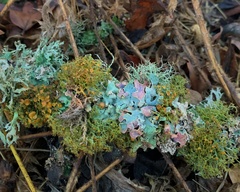 Punctelia bolliana
