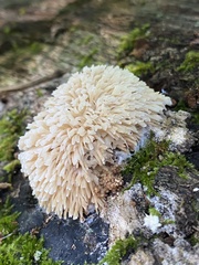 Radulomyces copelandii