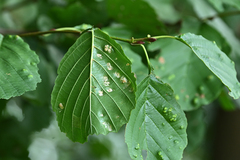 Acalitus brevitarsus