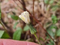 Lactuca inermis