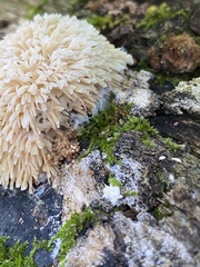 Radulomyces copelandii
