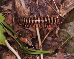 Sigmoria triangulata