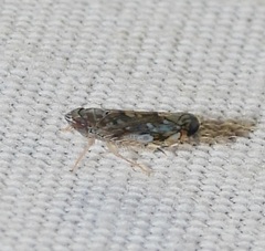Scaphoideus