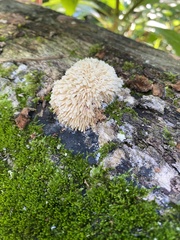 Radulomyces copelandii