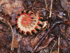 Sigmoria triangulata