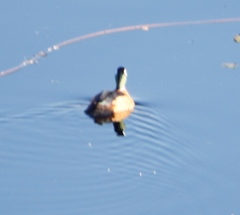 Nettapus auritus
