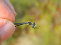 Lestes disjunctus