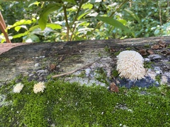 Radulomyces copelandii