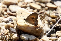 Hypocysta adiante