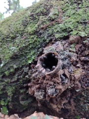 Scaptotrigona postica