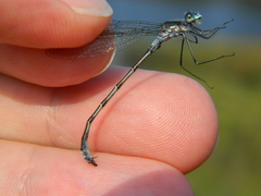 Lestes disjunctus