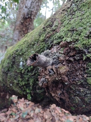 Scaptotrigona postica