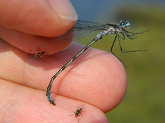 Lestes disjunctus