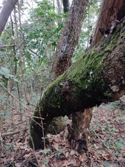 Scaptotrigona postica