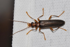 Nacerdes carniolica
