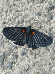 Melanis acroleuca acroleuca