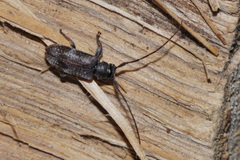 Exocentrus adspersus