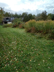 Rubus allegheniensis