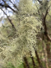 Usnea dasopoga