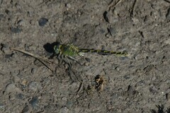 Ophiogomphus severus