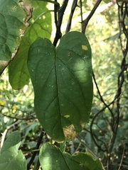 Gonolobus suberosus