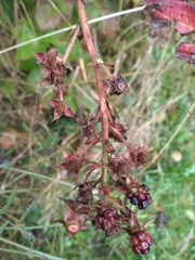 Rubus allegheniensis