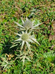 Eryngium bourgatii