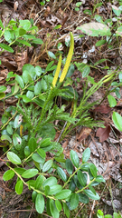 Dendrolycopodium hickeyi
