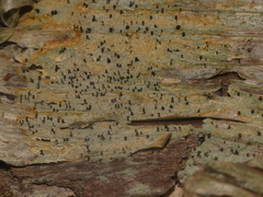 Chaenotheca ferruginea