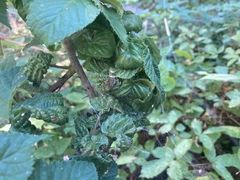 Phylloplecta tripunctata