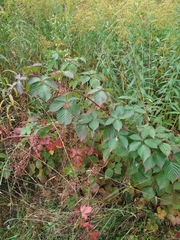 Rubus allegheniensis