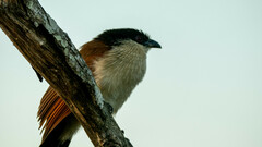 Centropus superciliosus