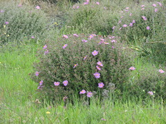 Cistus creticus