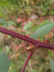 Rubus allegheniensis