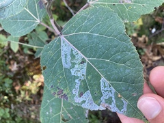 Phyllocnistis populiella