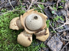 Geastrum triplex