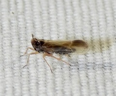 Tarophagus colocasiae