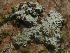 Heterodermia squamulosa
