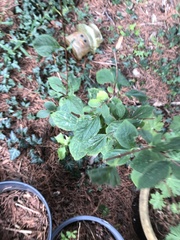 Philadelphus coronarius