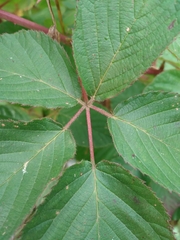Rubus allegheniensis