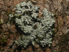 Heterodermia squamulosa